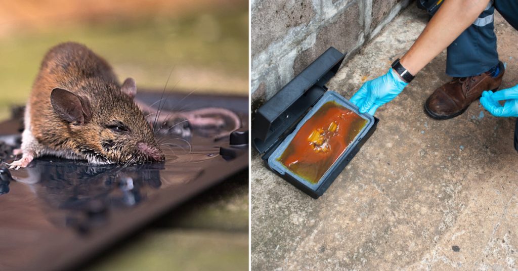 How to Use Mouse Glue Traps