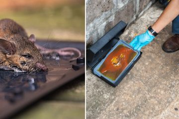 How to Use Mouse Glue Traps