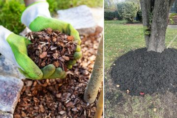 How to Use Mulch Glue