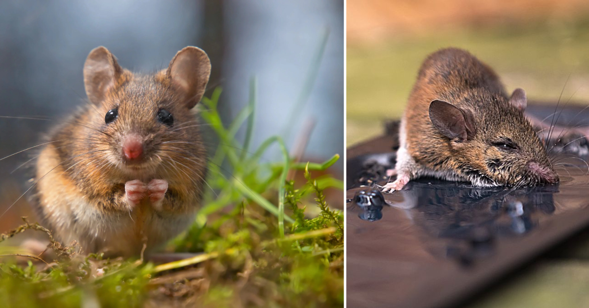 How to Remove Sticky Mouse Trap Glue From Skin